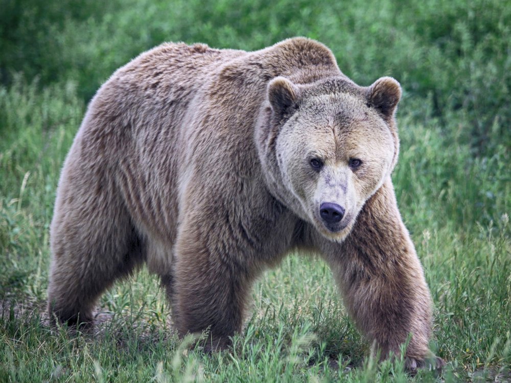 Brown Bear